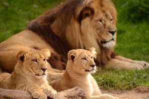Löwe mit zwei Löwenbabys
